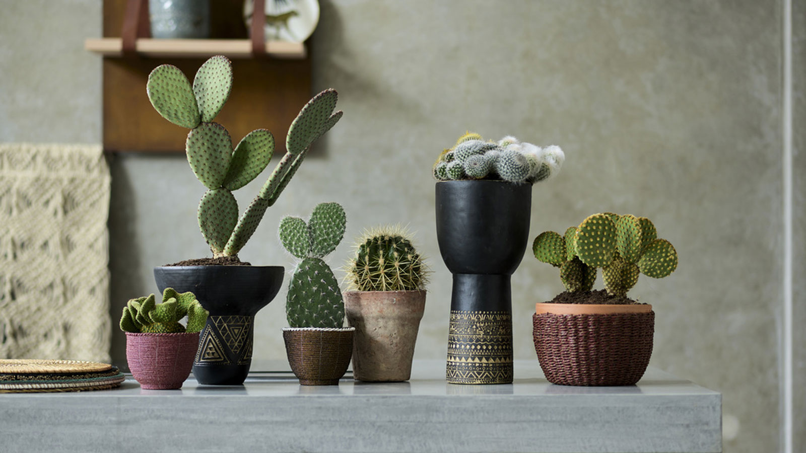 Durable indoor plants - cactus