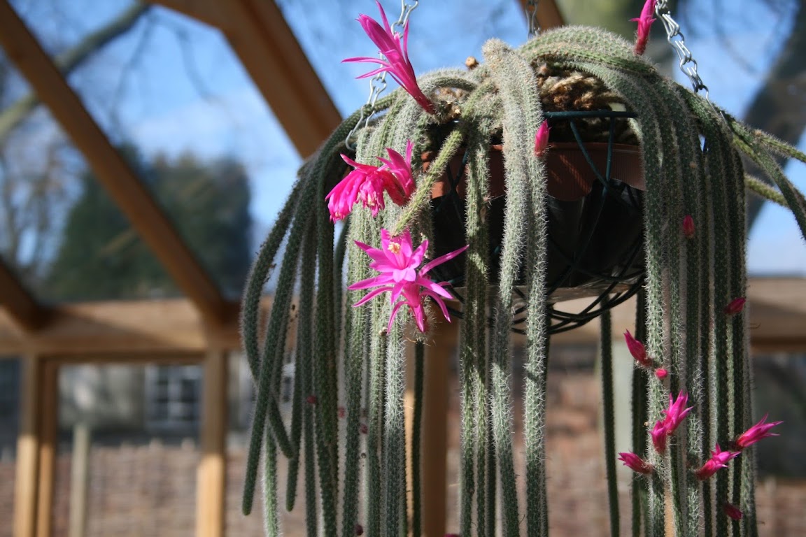 Kaktus wężowy - Aporocactus Mallisonii