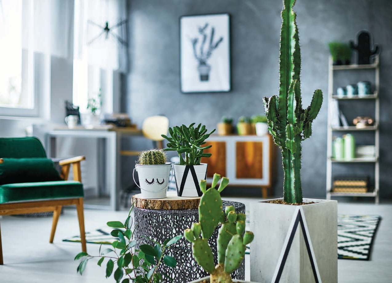 Plante Cactus en Pot - Types de Cactus et Conseils de Soins Utiles