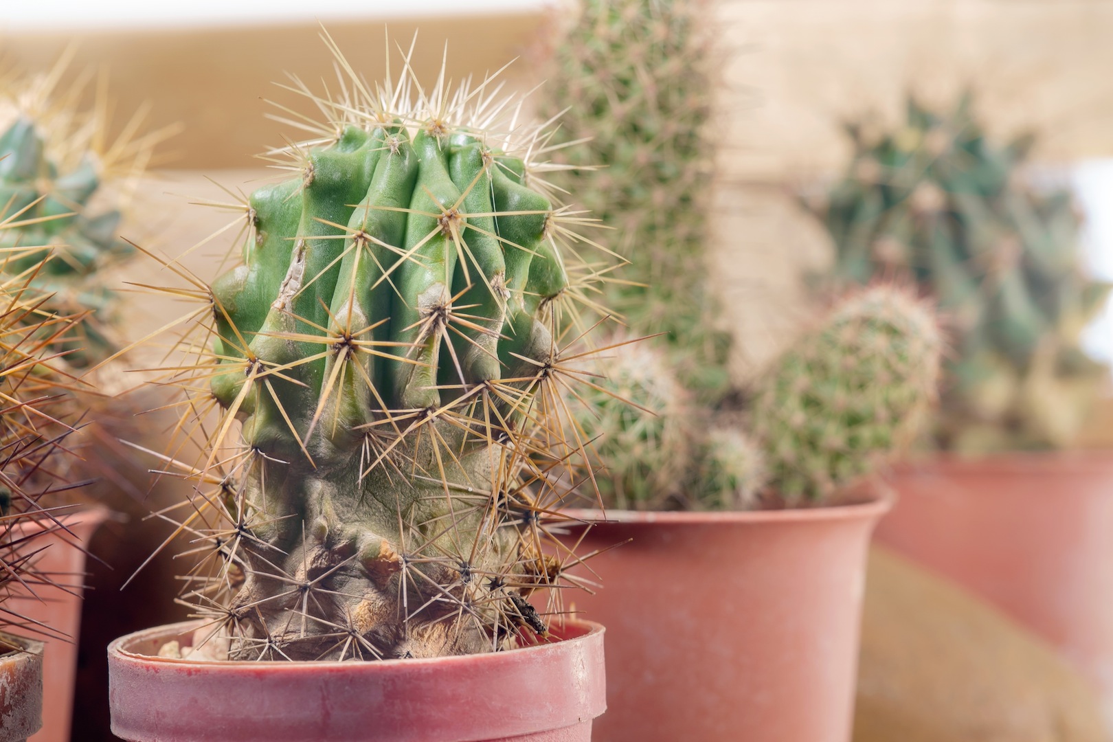 Les cactus - que sont-ils et d'où viennent-ils ?
