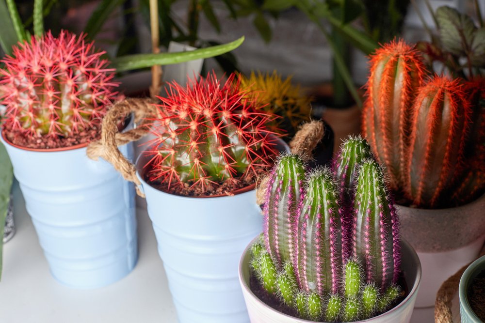 Planta inusual en maceta - cactus