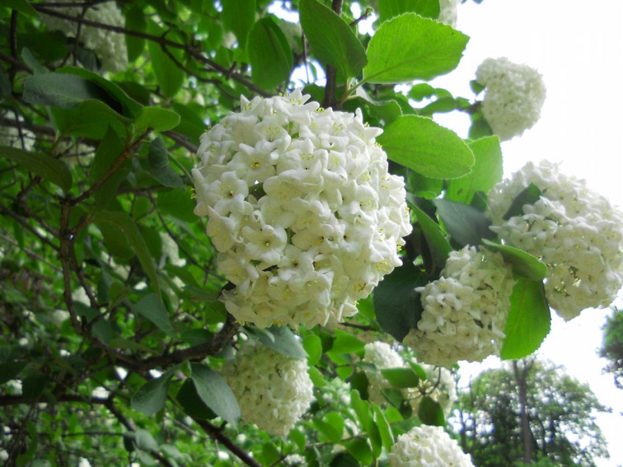 Viburnum - a beautiful potted tree for a patio