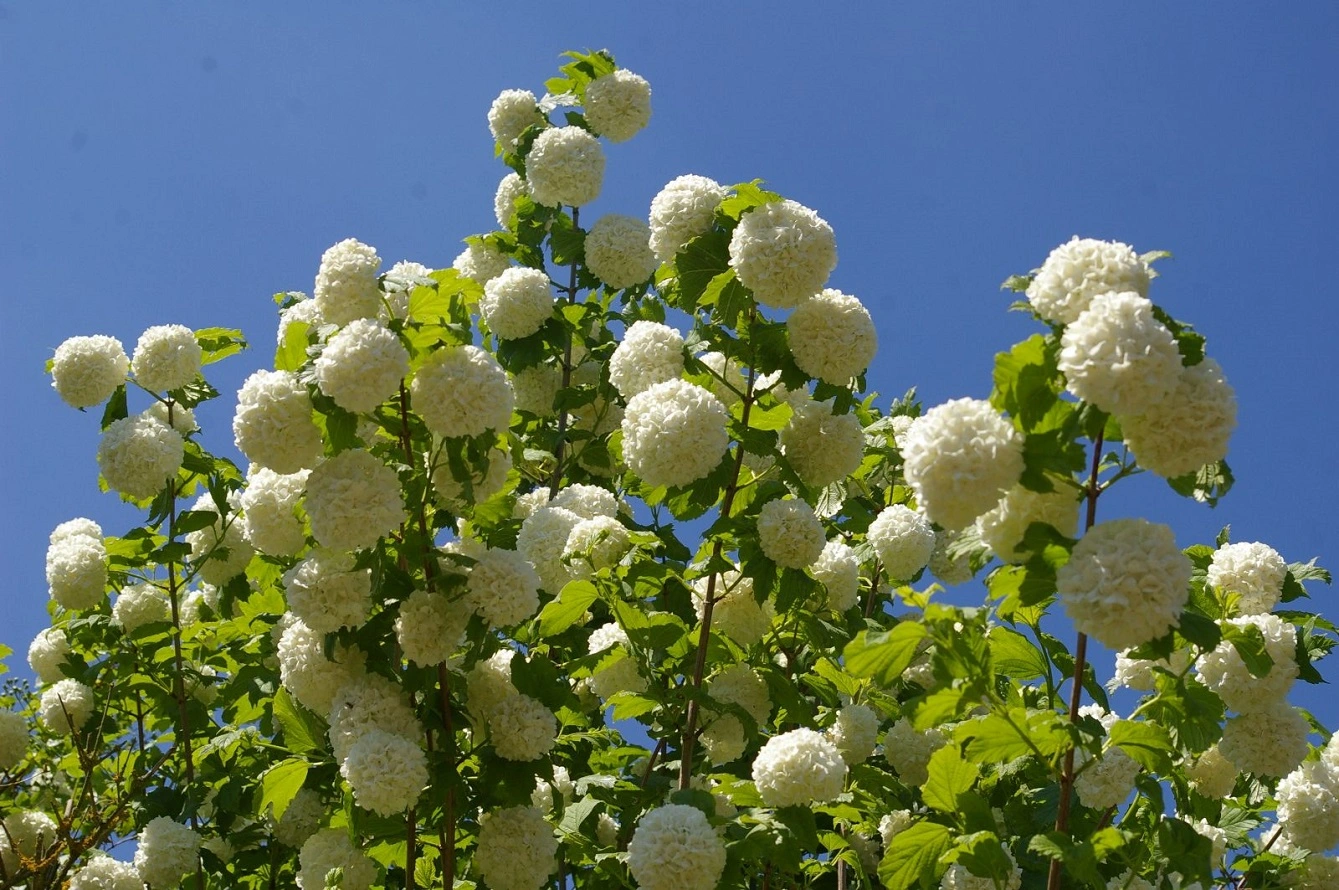 Viburnum Opulus - All You Should Know About Guelder Rose Care