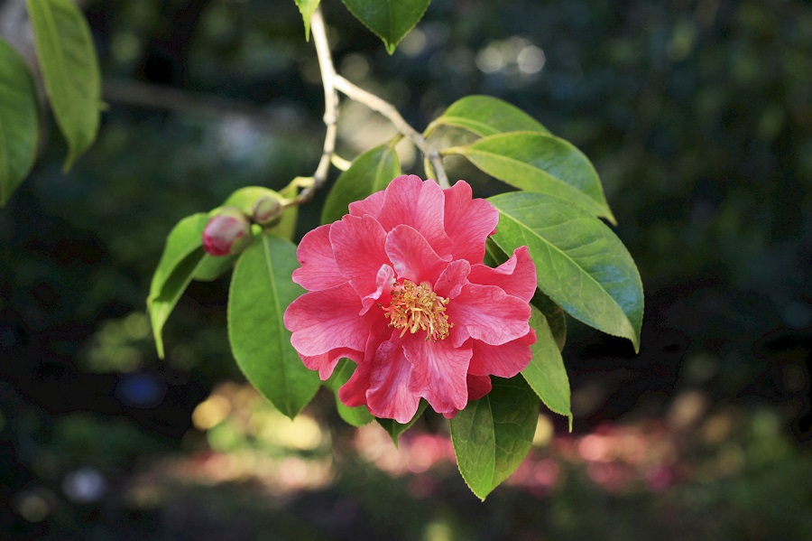What is camellia japonica, and where does it come from?