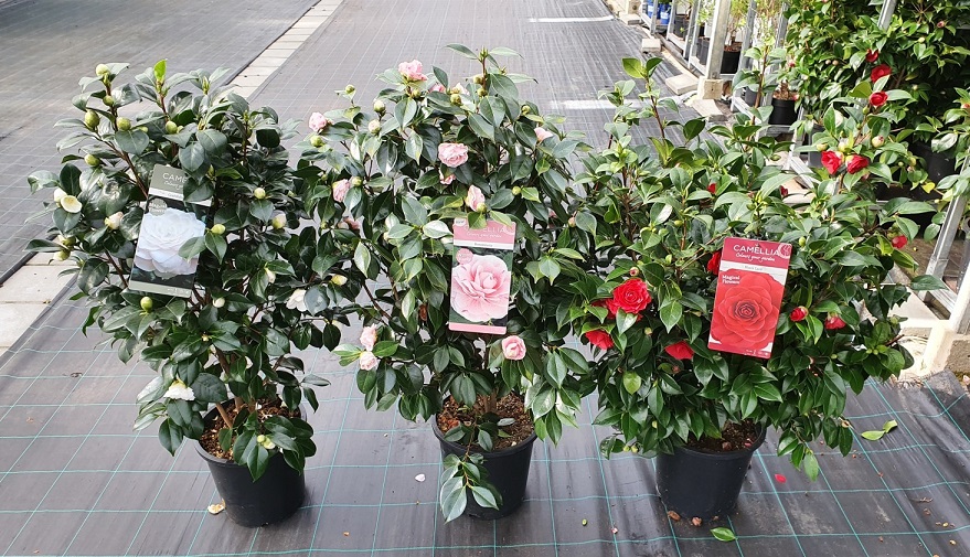 Camellia japonica - prix