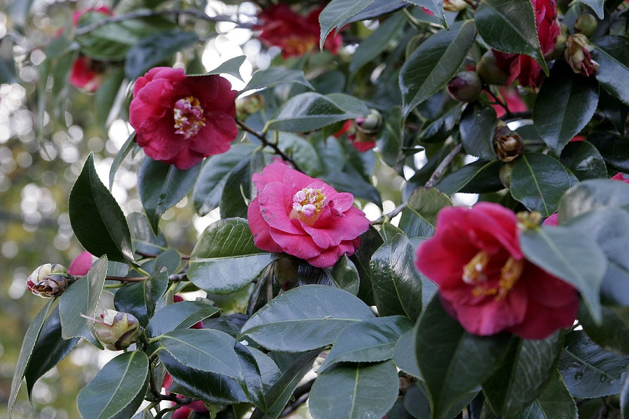 Growing a camellia japonica in the garden - choosing the spot