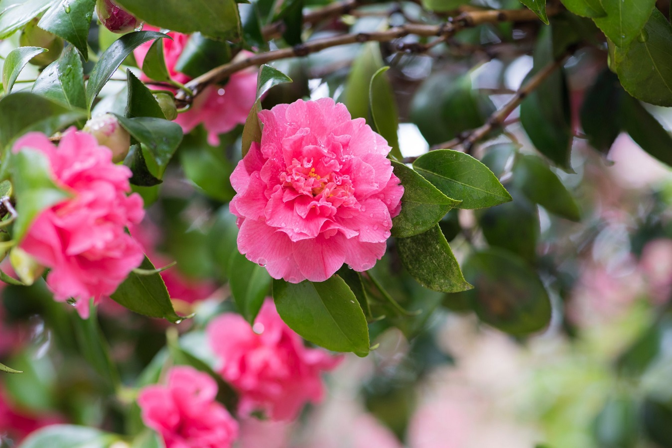 Pflege der Japanischen Kamelie - Erfahren Sie alles über Camellia Japonica