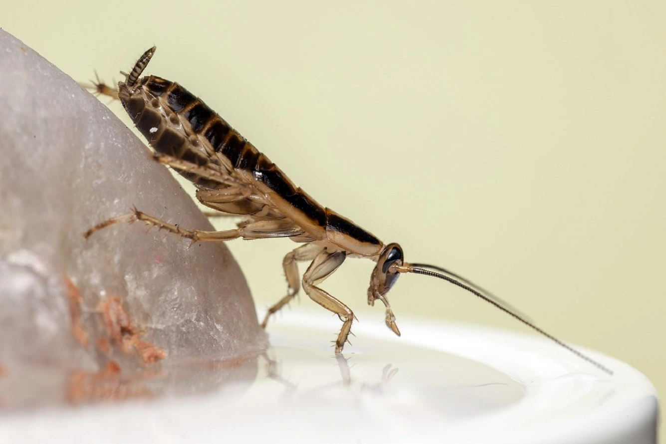 Как избавиться от тараканов? Найдите лучший способ убить тараканов