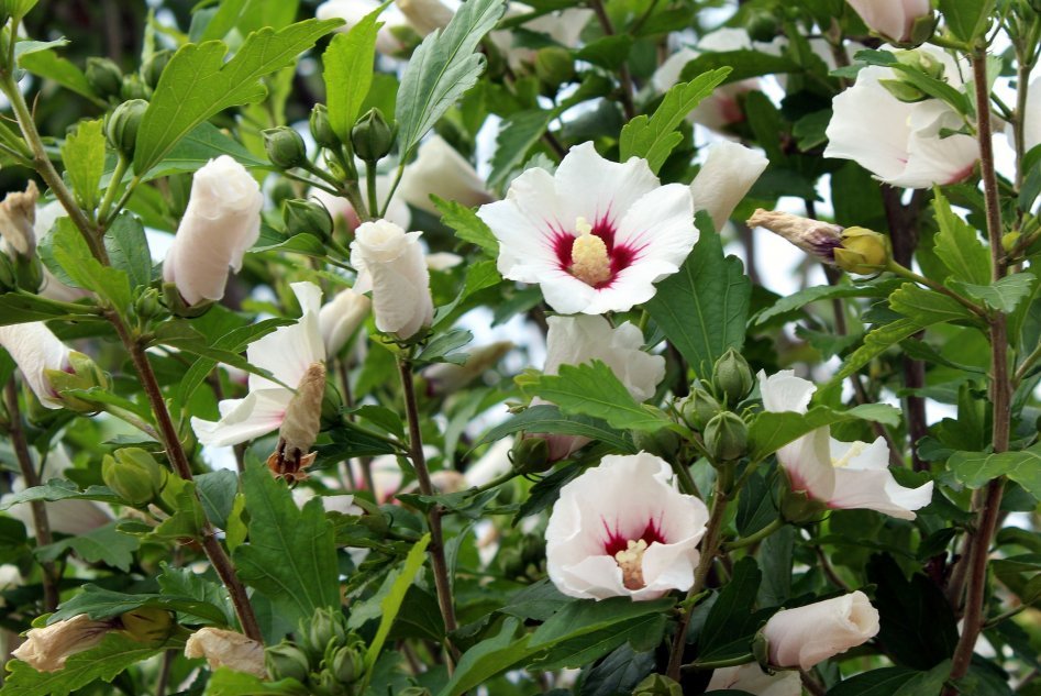 Cetmia siria, hibisco - arbustos de jardín