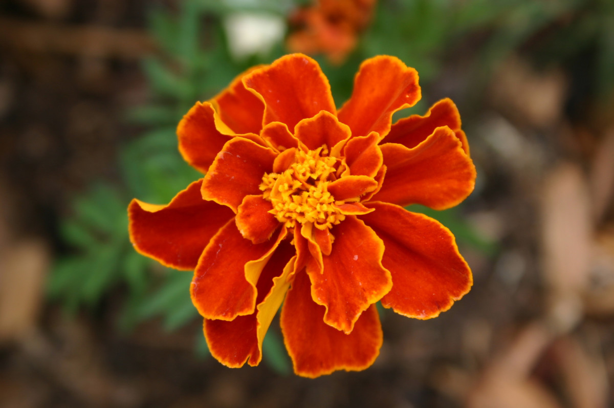 When do marigolds bloom?