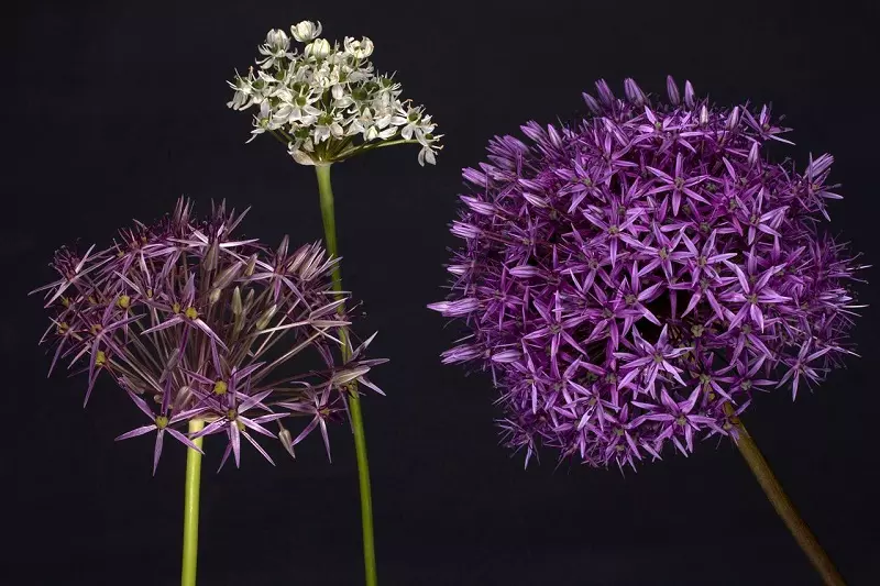 When does giant allium and other ornamental onions bloom?