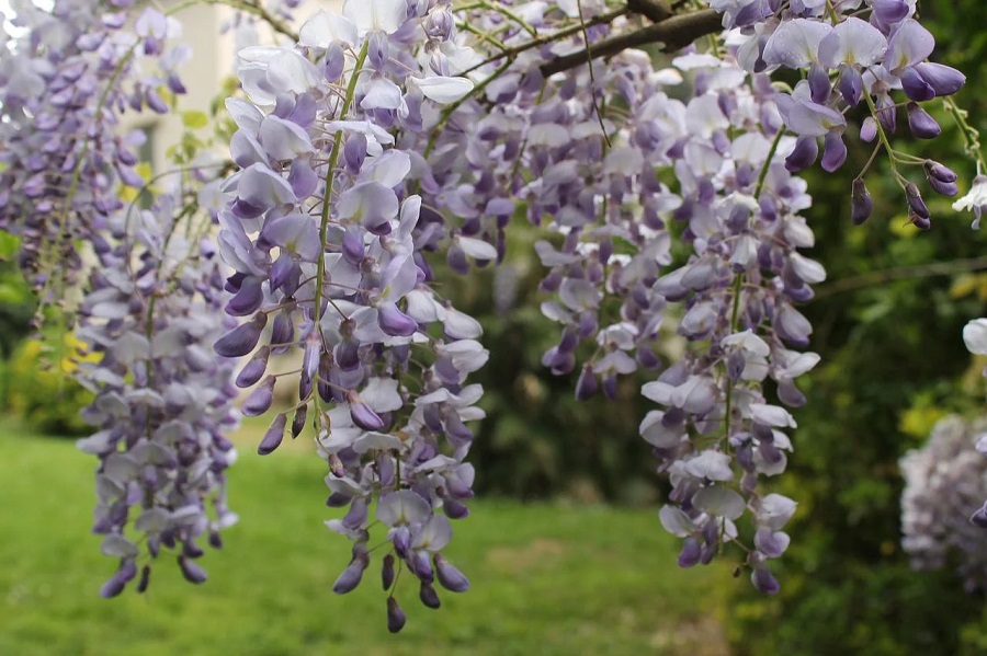 When does wisteria bloom and what color are the flowers?