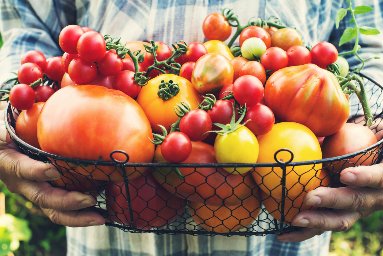 Quels sont les meilleurs types de tomates à planter en extérieur ?