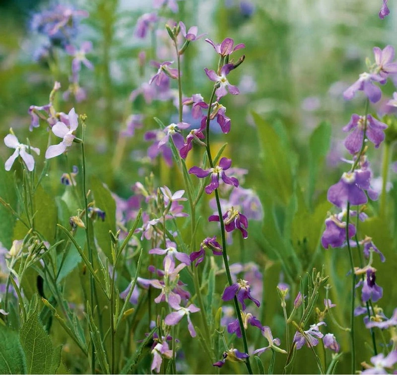 When to sow night scented stock?