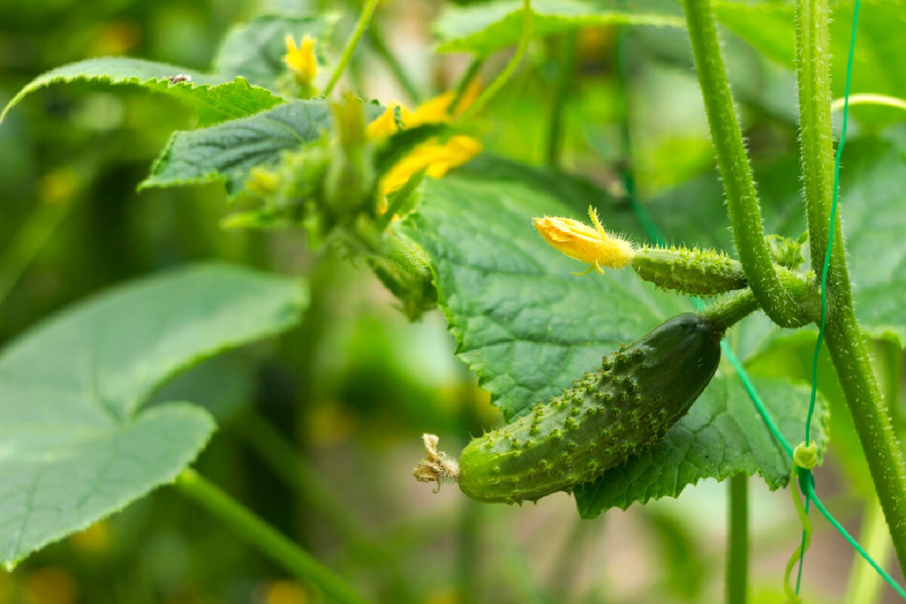 When to Plant Cucumbers? Growing Cucumbers Step by Step