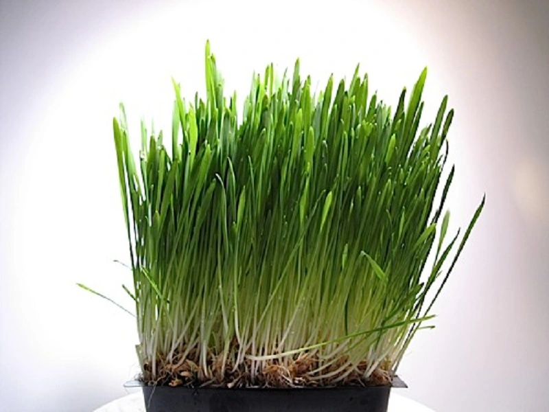 When to plant Easter grass?