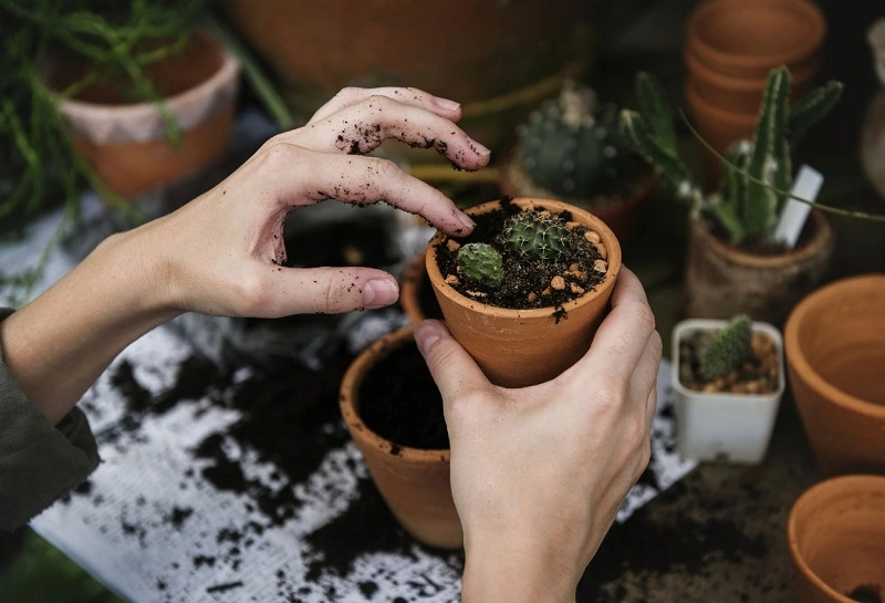 Quando usare il fertilizzante di lievito per piante?
