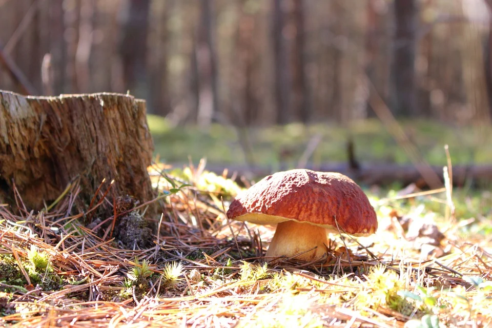 When is the mushroom picking season?