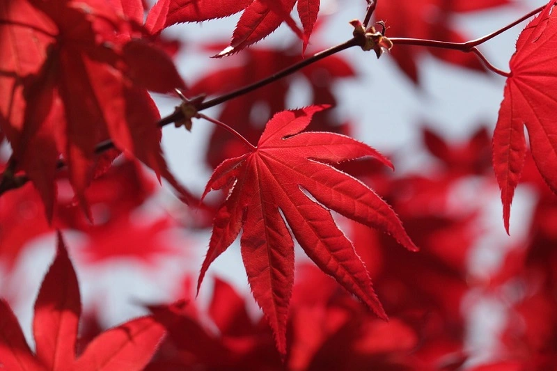 The most popular varieties of red maple