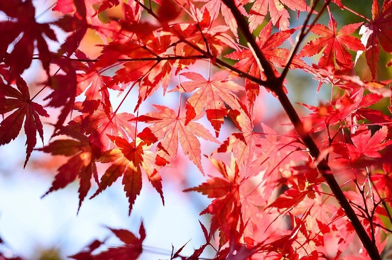 Red maple – origins and characteristics