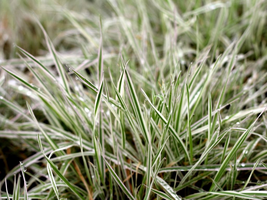 Creeping velvet grass (Holcus mollis)