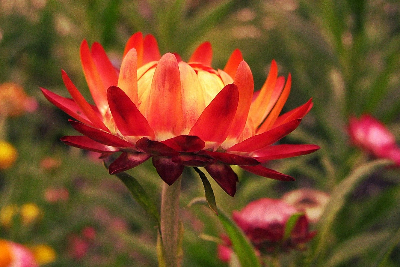 Flor de la Paja - Aprende a Cultivar Hermosas Flores Perennes