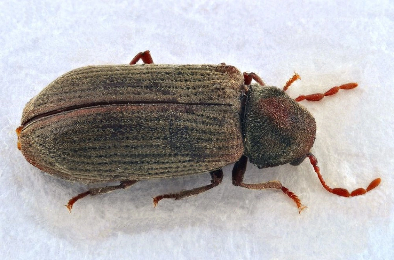 Common Furniture Beetle - How to Get Rid of Wood Boring Beetles?