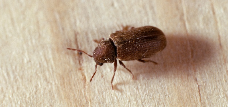 High temperature to get rid of wood boring beetles