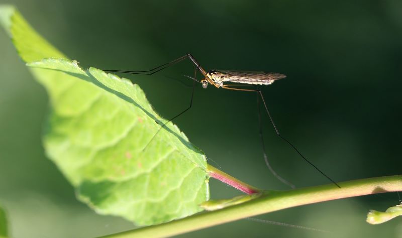 ¿Qué mantiene alejados a los mosquitos? El mejor repelente de mosquitos de jardín