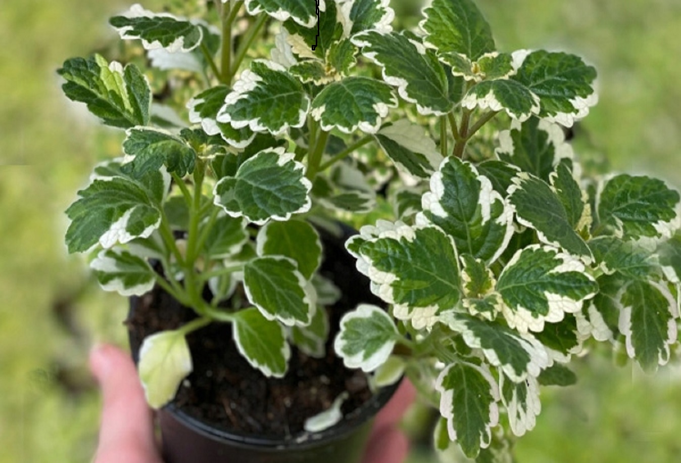 Swedish Ivy Care - Learn How to Care for Variegated Swedish Ivy