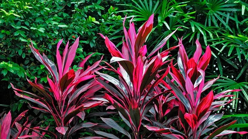 How to water cordyline?