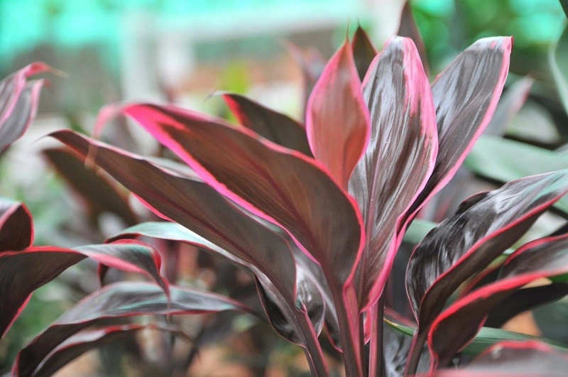 Cordyline – the plant's origins and characteristics
