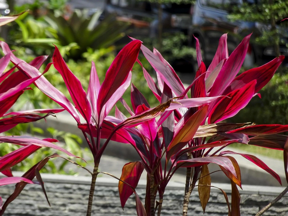 Cordyline Plant Care Guide - Characteristics, Watering, Best Varieties