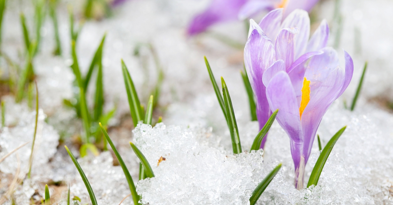 Crocuses - purple spring flowers to enliven the garden