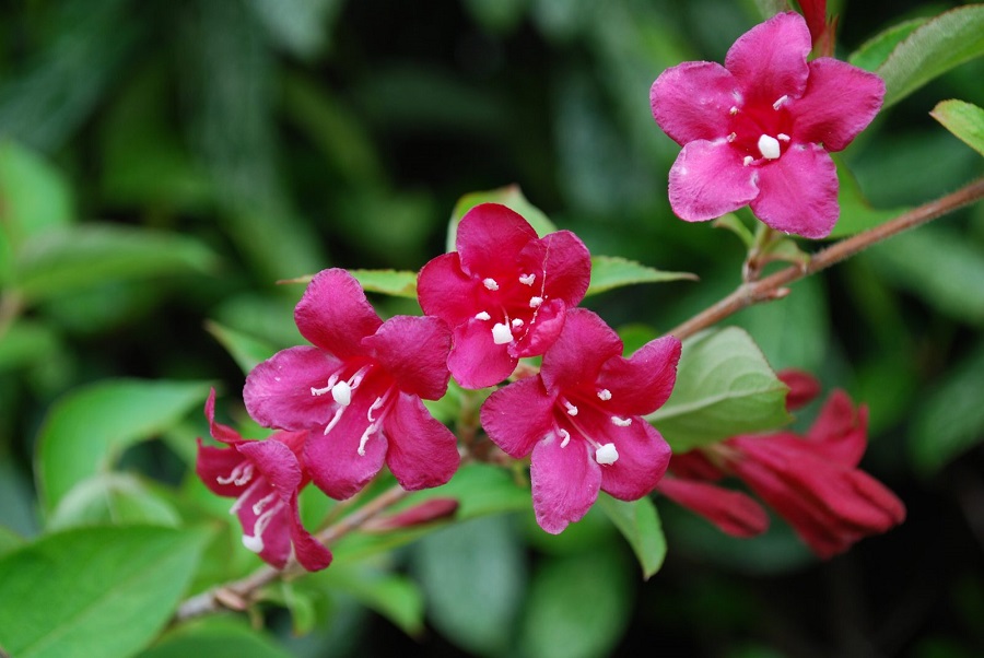 Weigela - what kind of plant is it and what does it look like?