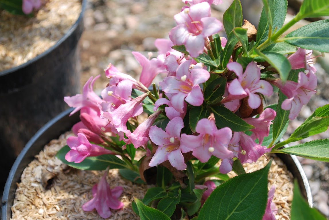 Weigela - ornamental shrub with spring flowers