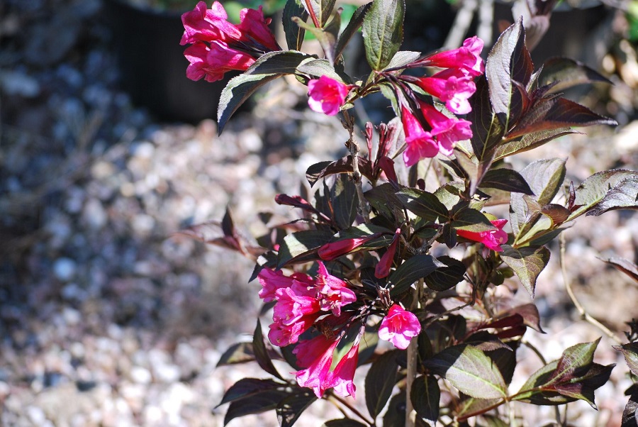 Can you form a weigela into a hedge?