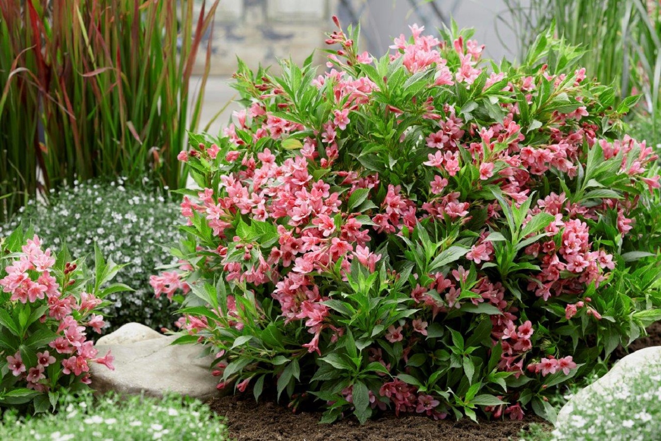 Weigela Plant Care - All About Basic Needs, Varieties and Pruning