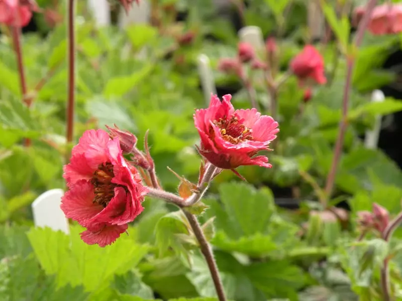 Geum – what kind of plant is it, and where does it come from?