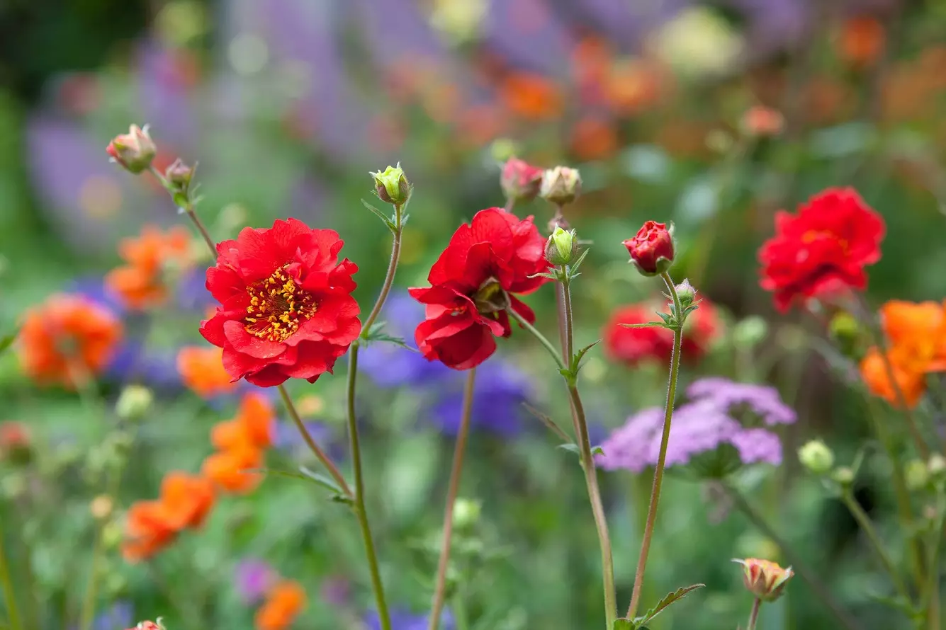 Flores de Geum - Variedades, Colores y Cómo Cuidar las Flores de Geum