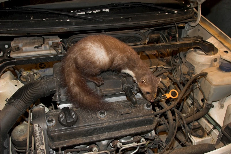 How to recognize that there have been a marten in a car or house?