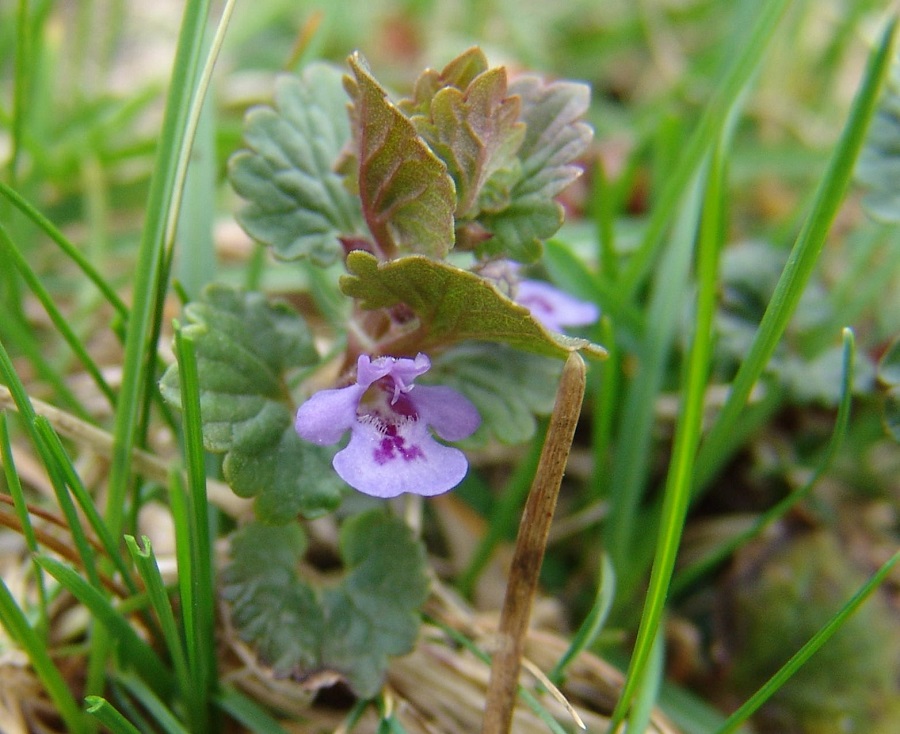 What does a ground ivy look like?