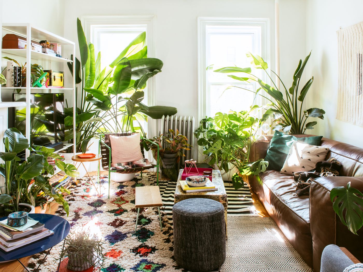 Why should you put plants in the living room?