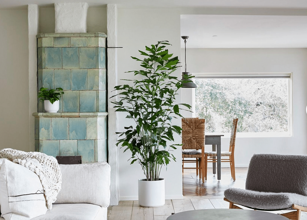 Can you put plants in any living room?