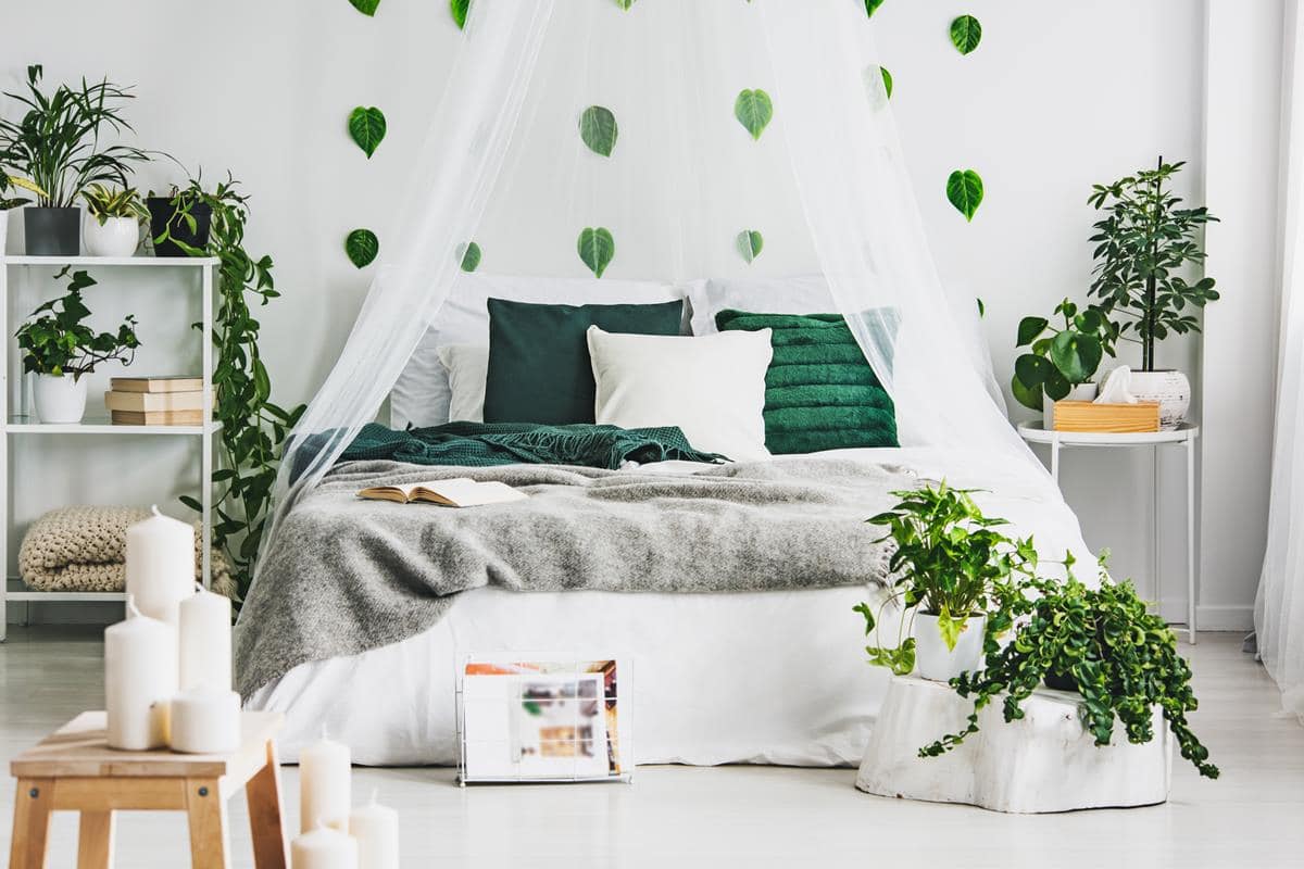 Fico - piante per la camera da letto