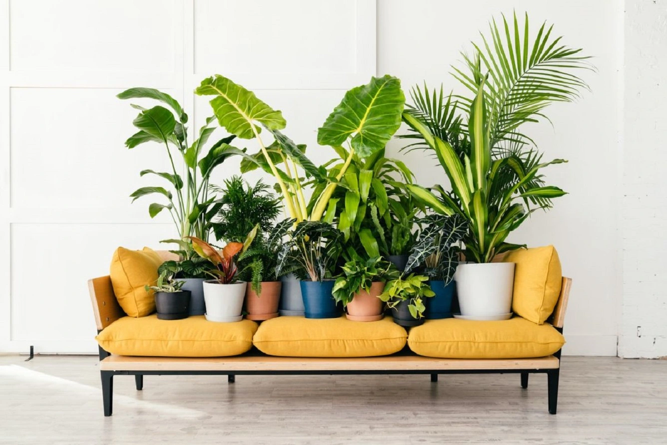 Комнатные растения, любящие тень - 6 популярных комнатных растений с низкой освещенностью