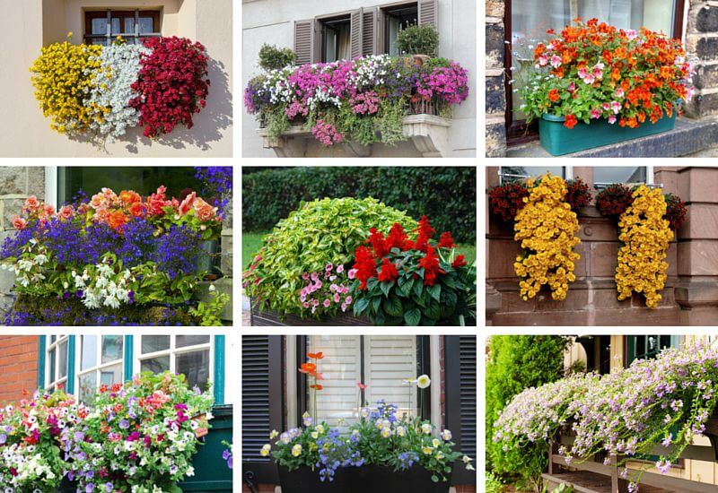 Colorful balcony plants flowers - examples