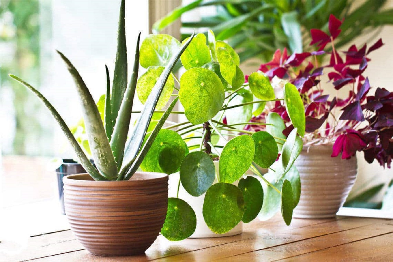 Windowsill Plants - Discover 4 Great Plants for Your Windowsill
