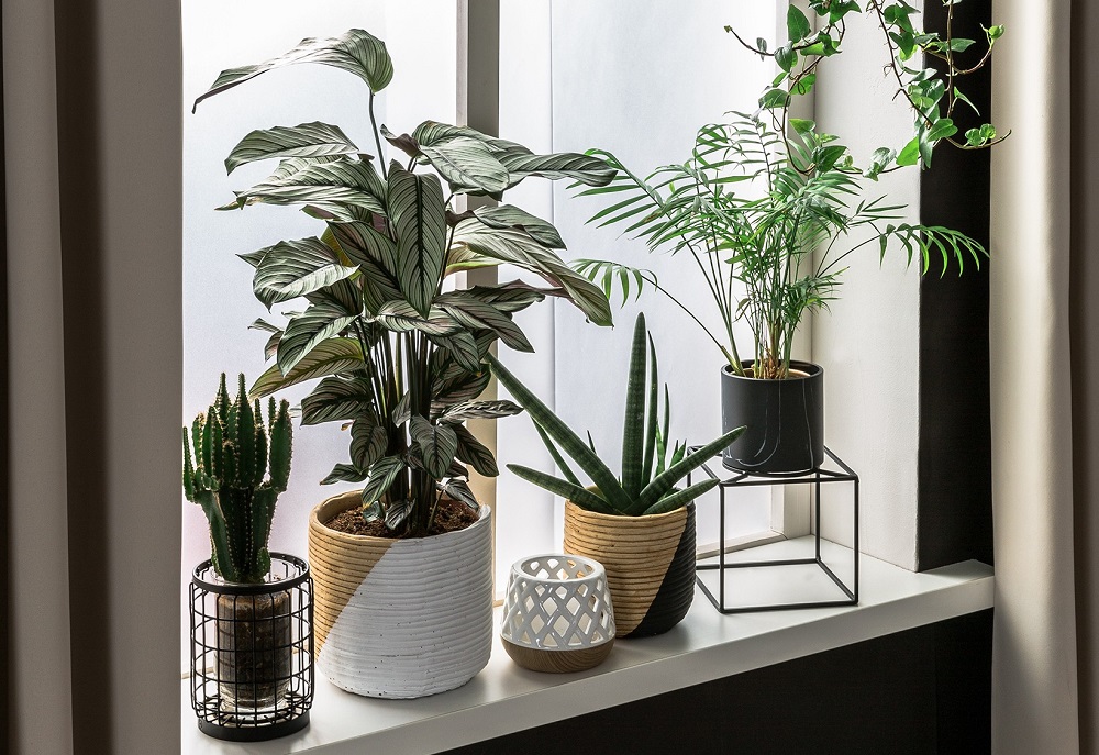 Why keeping windowsill plants is a perfect idea?