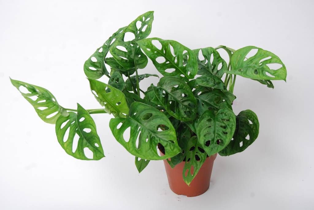 Monsteras - stylish indoor climbing plants